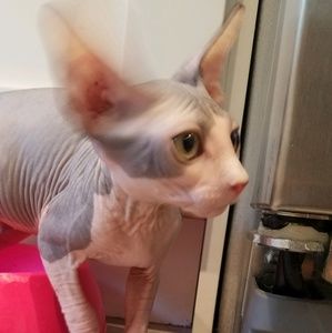 Meet your Posher, Britney